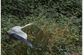 _mg_0797 01